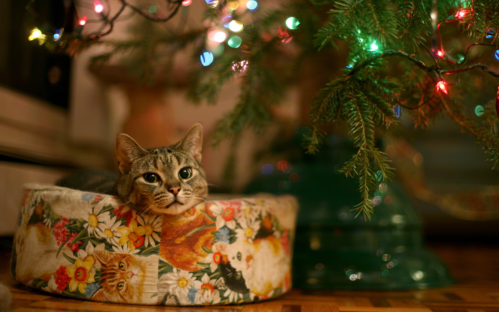Christmas Cat Cute Wallpaper