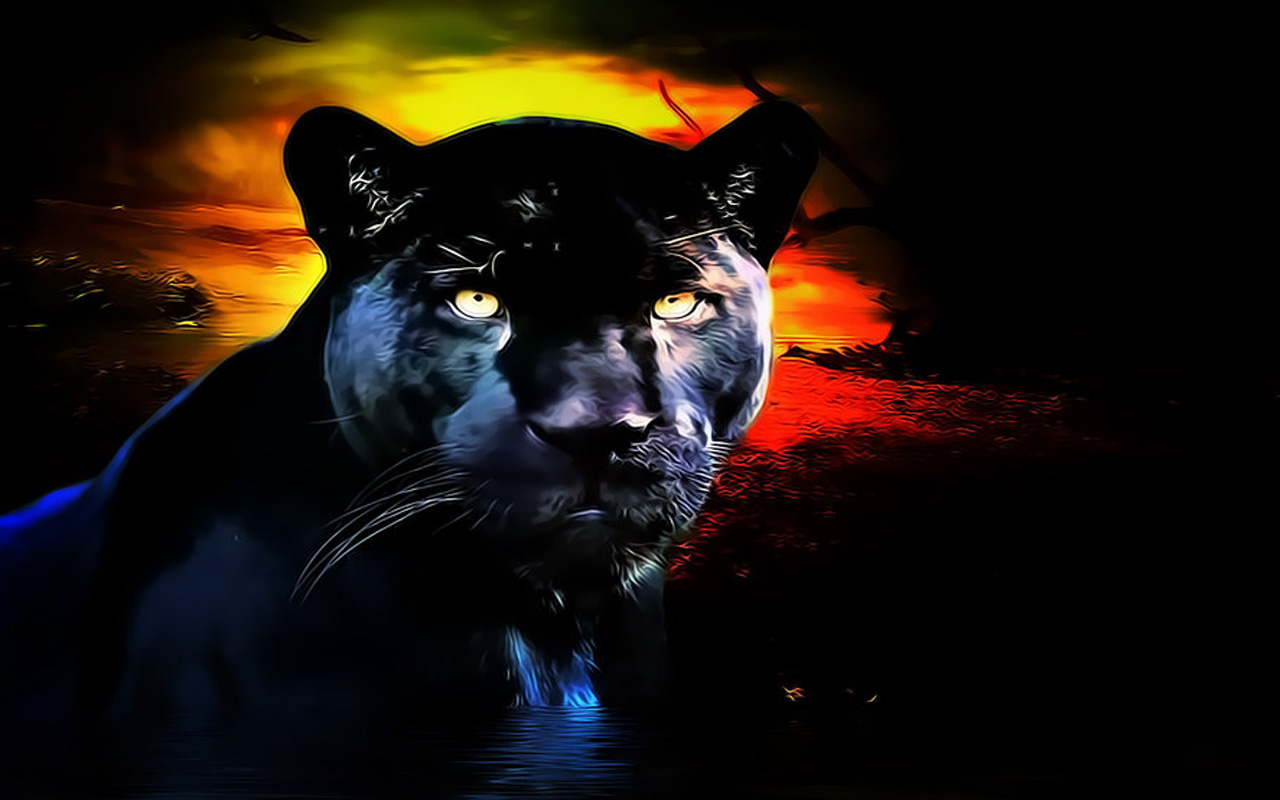 Animal   Black Panther Animal Black Cat Panther Wallpaper