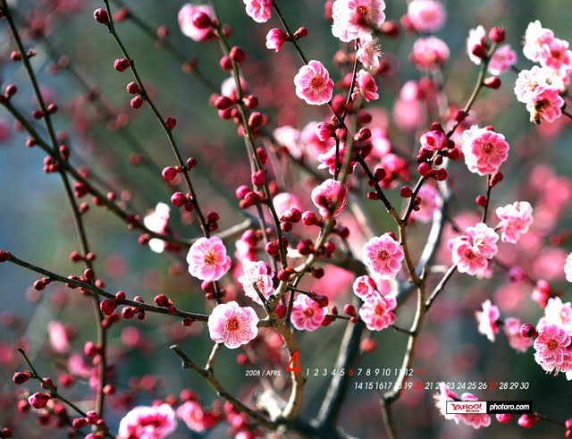 April Wallpaper Blossoming Spring Desktop Calendar