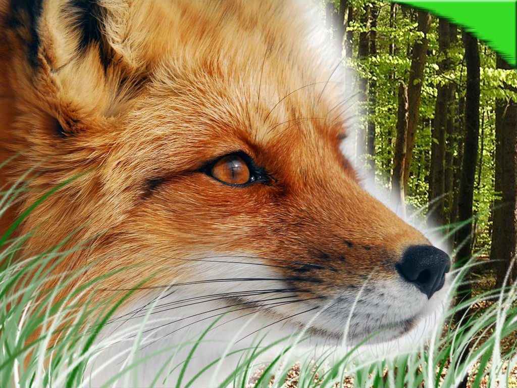 Cool Wallpaper Red Fox