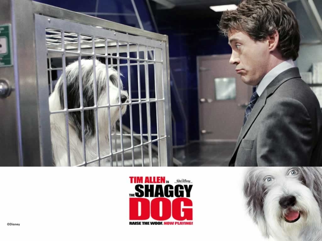 The Shaggy Dog Hintergrundbilder Foto Von Adelle13 Fans Teilen