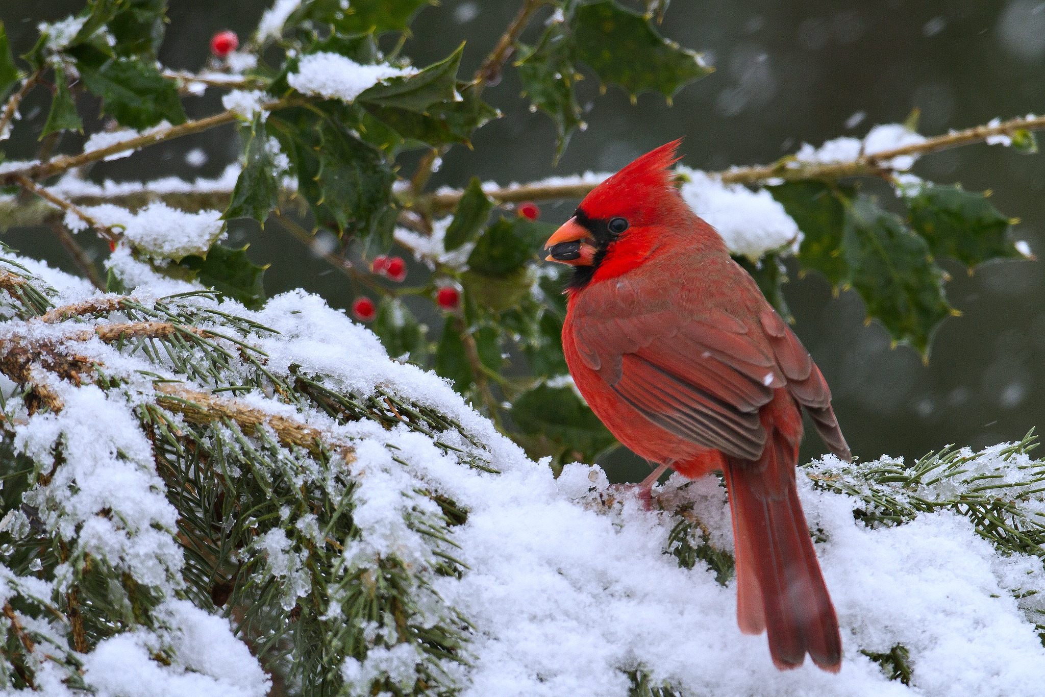 Cardinal At Christmas Desktop Background Wallpaper