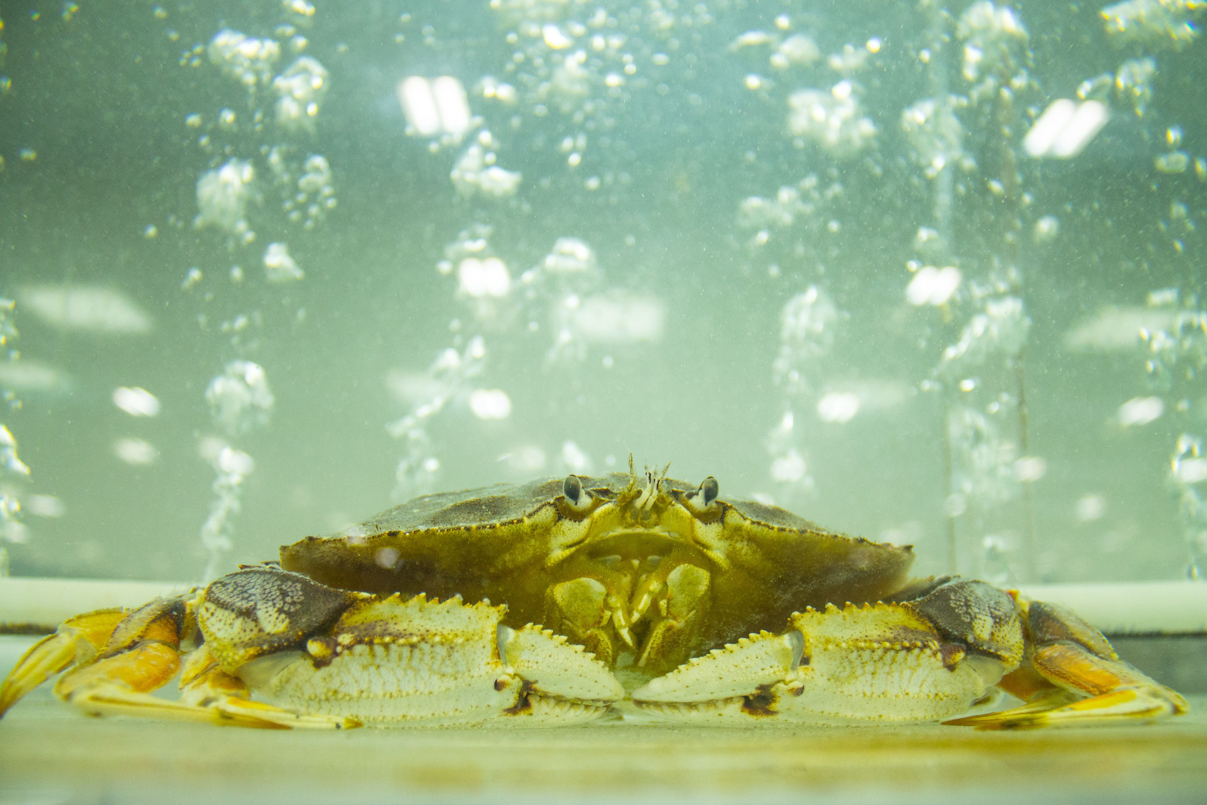 Dungeness Crab Wallpaper