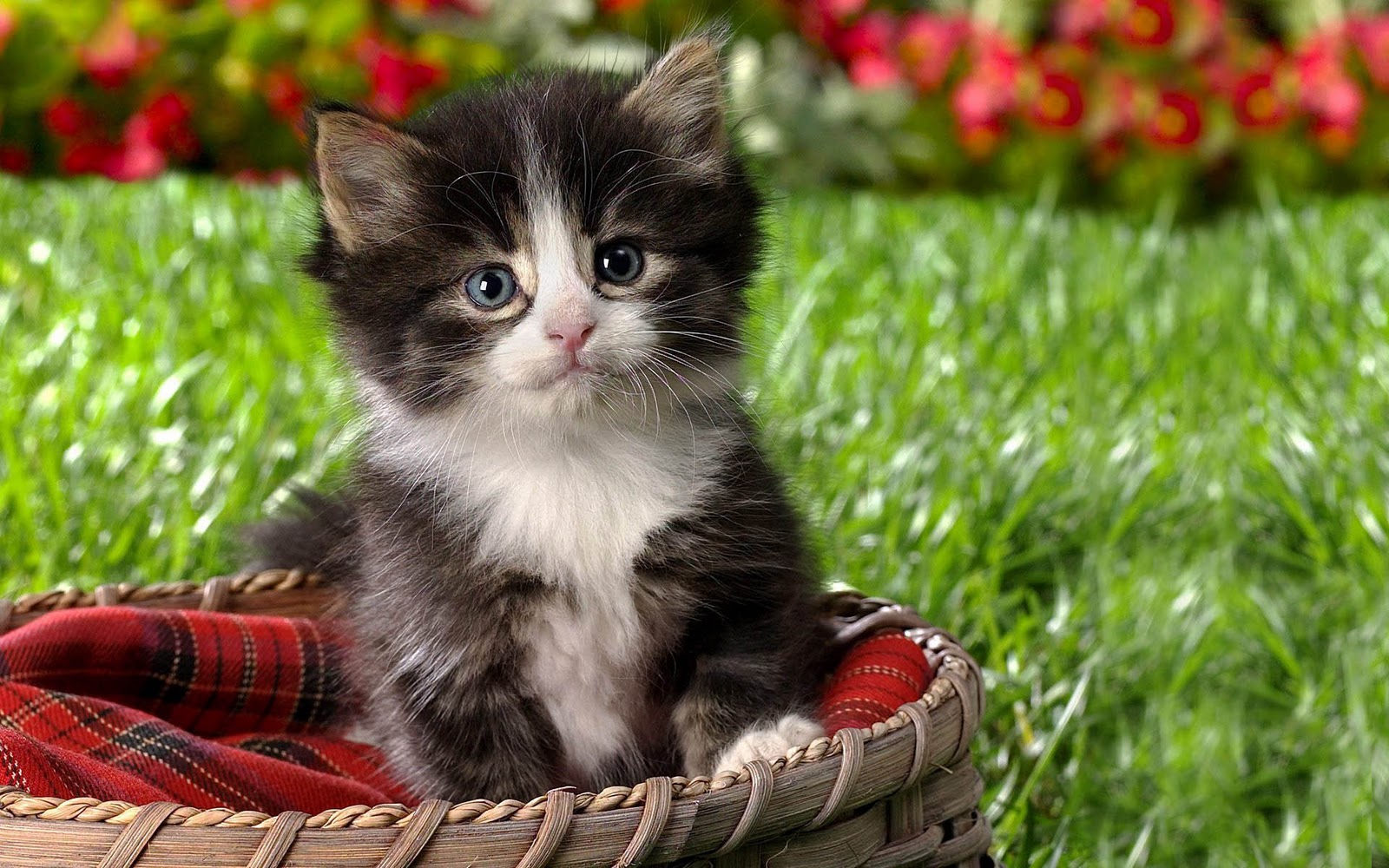 Schattige Foto Met Een Jonge Kat In Mand Het Gras
