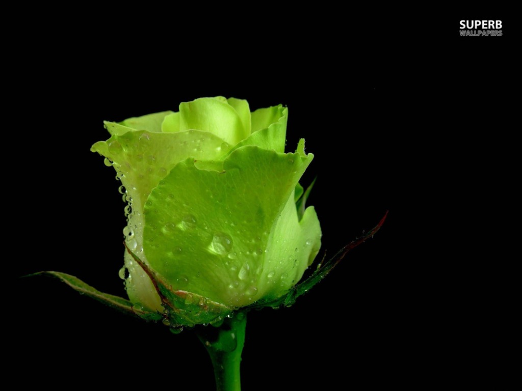 Green Rose Wallpaper HD Pictures One