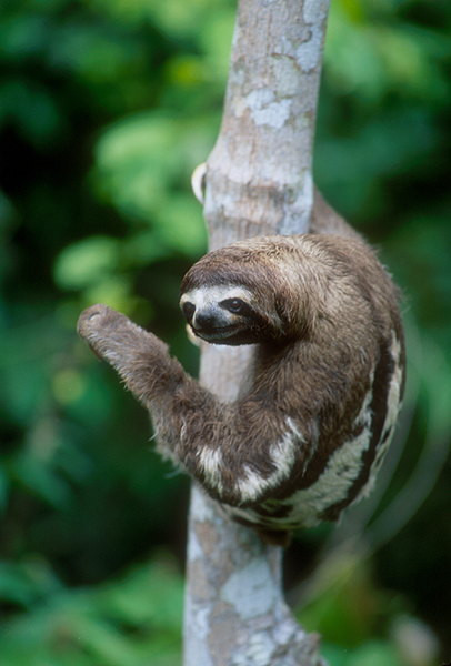 Three Toed Sloth A L O P Alop Org Pygmy
