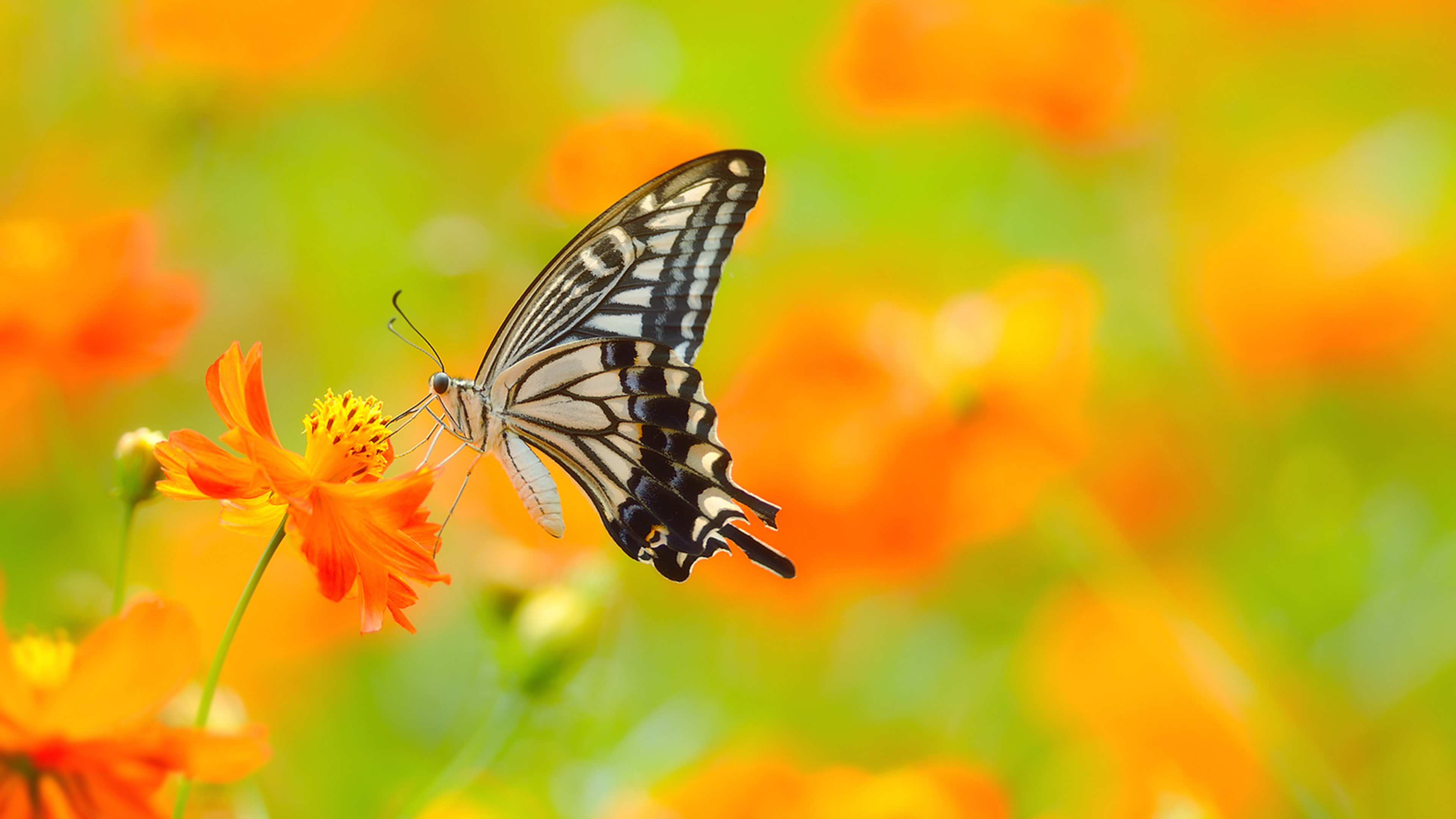 Free download 4K Butterfly Wallpapers High Quality Download [3840x2160