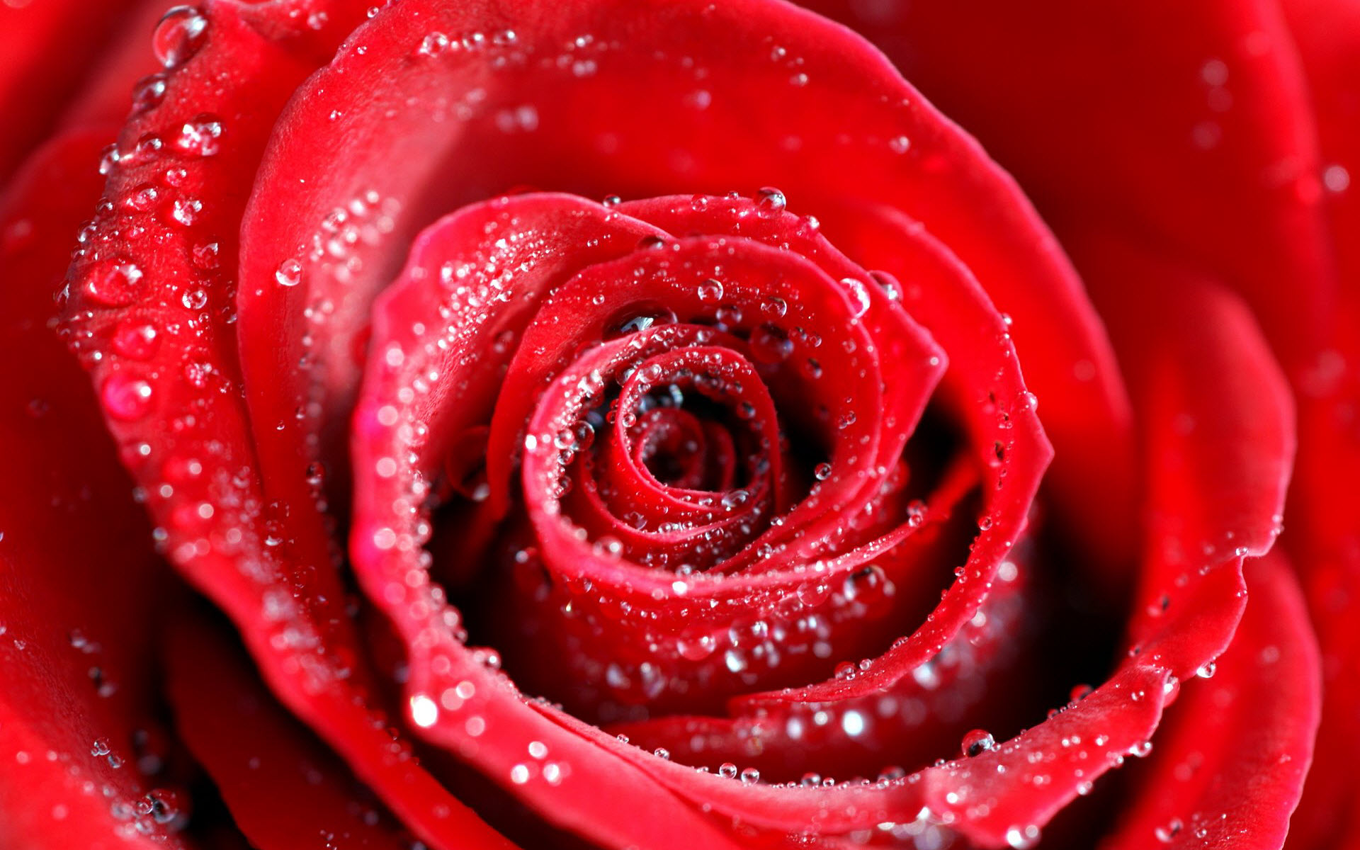 Water Drops on Red Rose Wallpapers HD Wallpapers