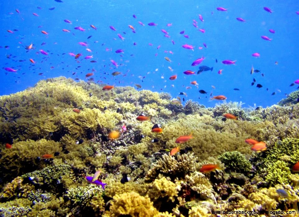 Beautiful Underwater Sea Scenery Bunaken Visit Indonesia Wallpaper