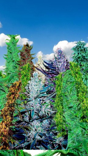 Bigger Marijuana Buds Live Wallpaper For Android Screenshot