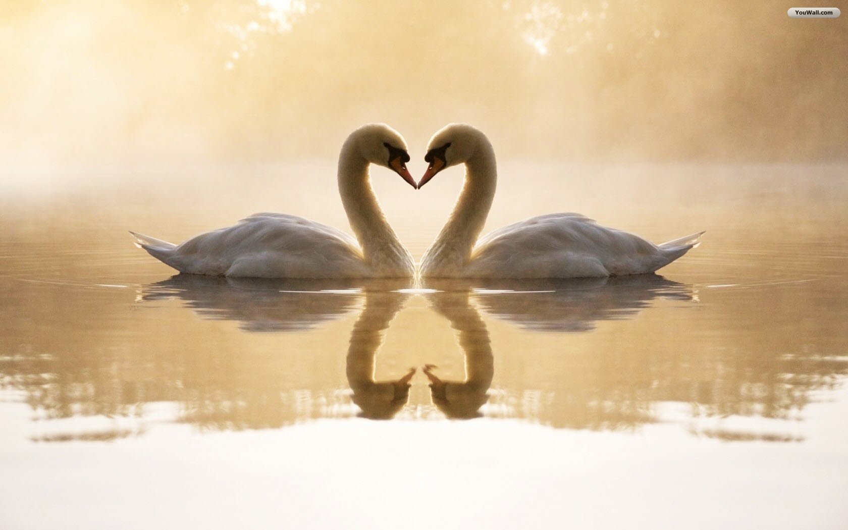   Swans in Love Wallpaper   wallpaperwallpapersfree wallpaper 1680x1050