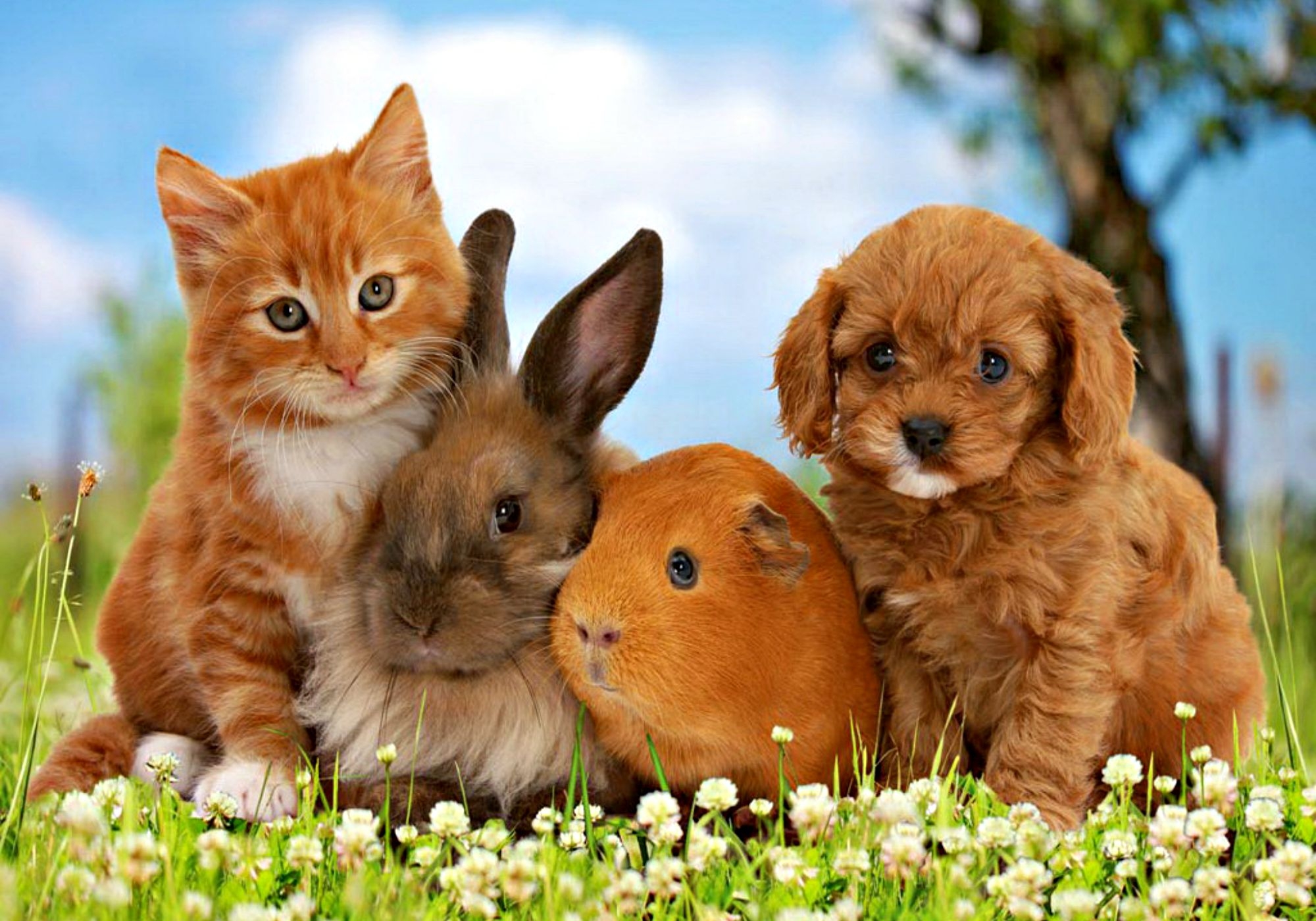 Free Download Pets Animals Wallpaper 38745689 [2000X1400] For Your