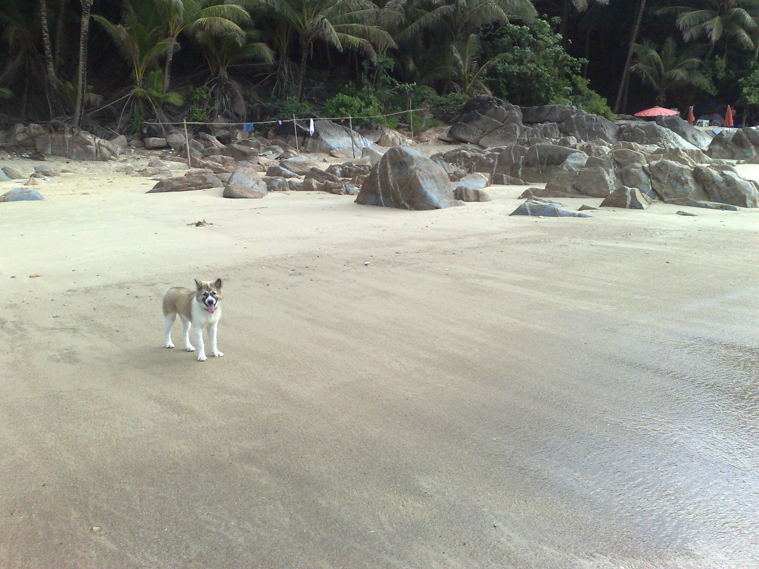 Dog On The Beach Photo And Wallpaper Beautiful Thai Bangkaew