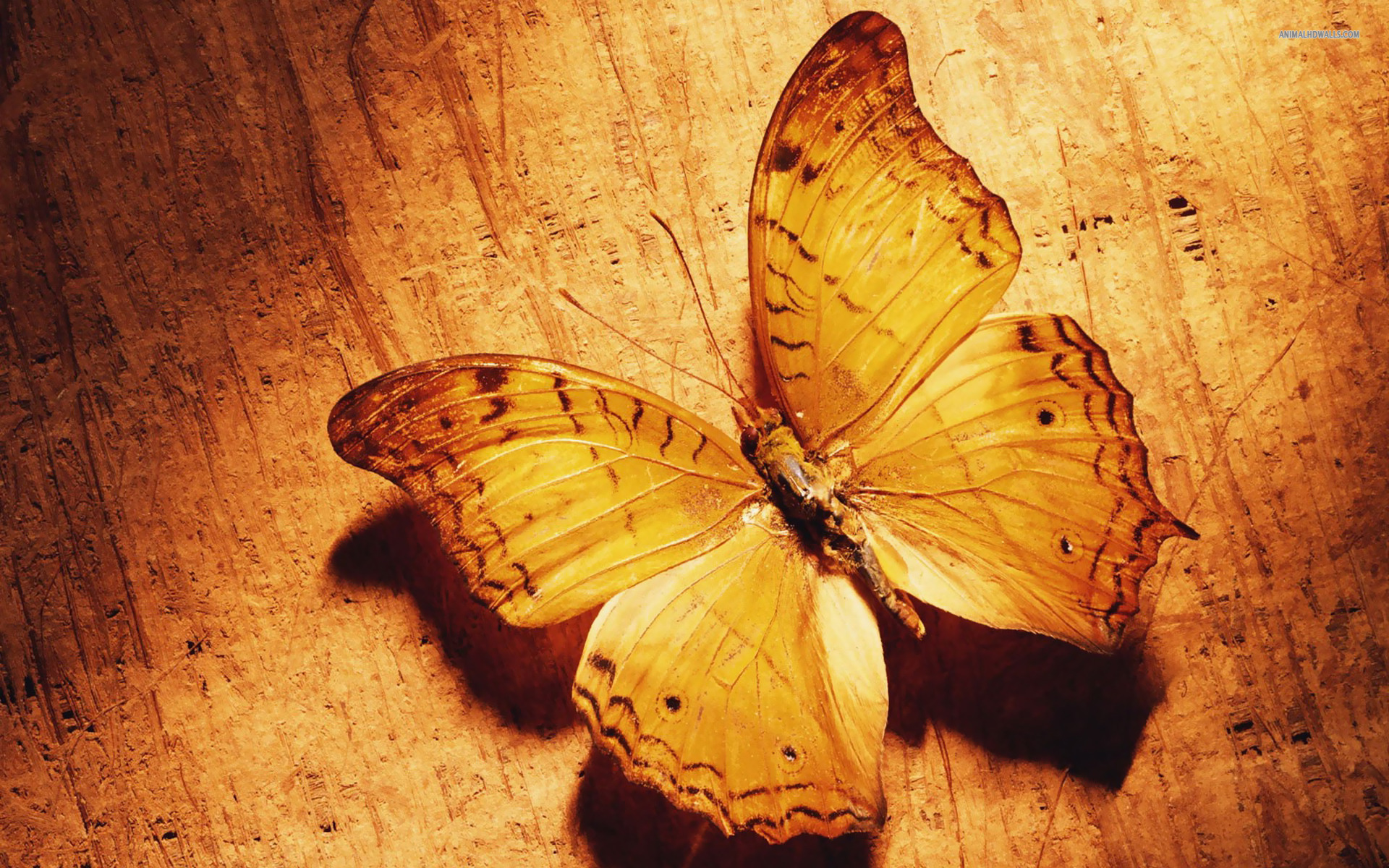 Brown Butterfly wallpaper   692730