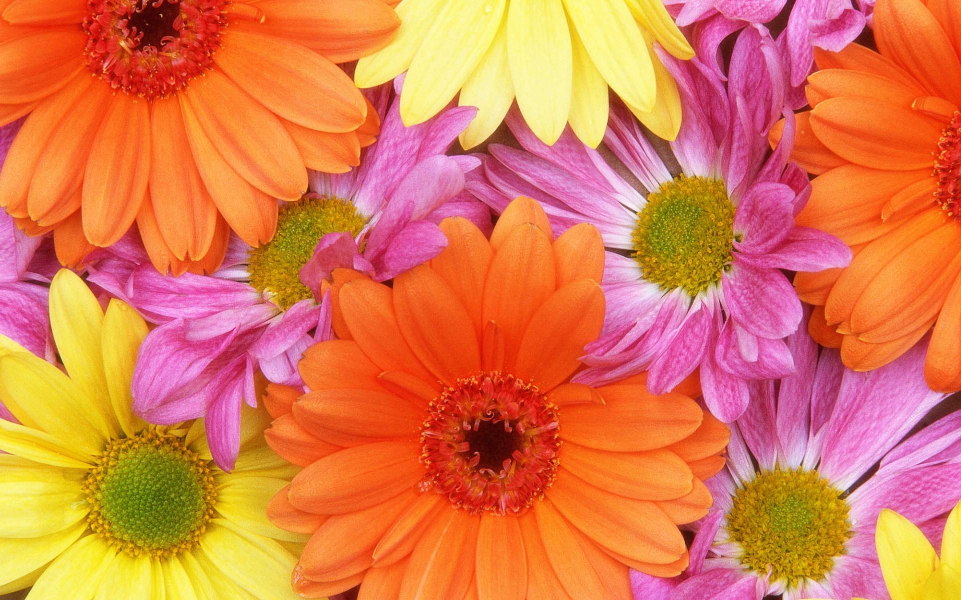 HD Bright Daisy Flowers Wallpaper