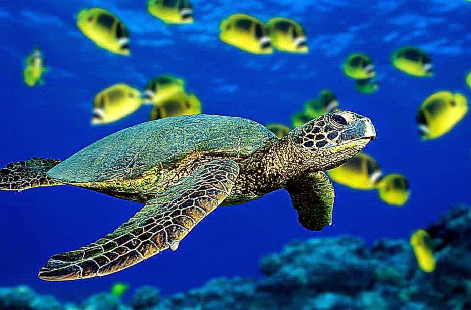 Animal Turtle Wallpaper HD Desktop Background Gallery