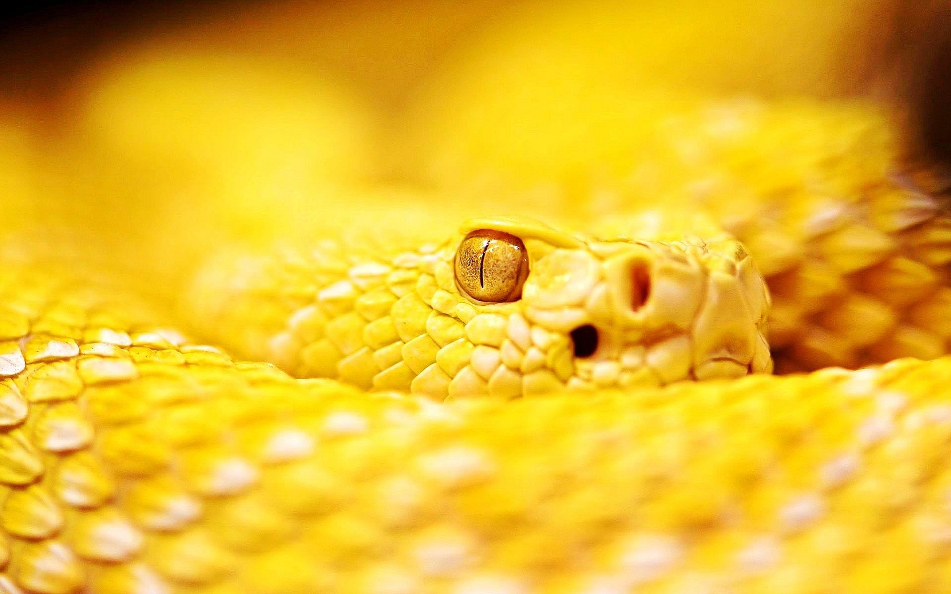 Albino Rattle Snake Wallpaper HD Animals