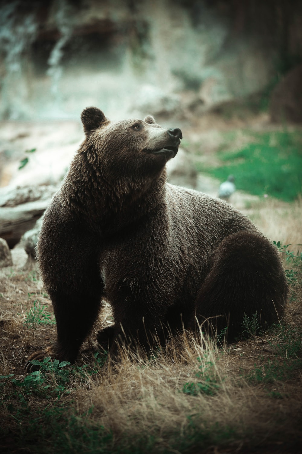 Bear Image HD Pictures Photos