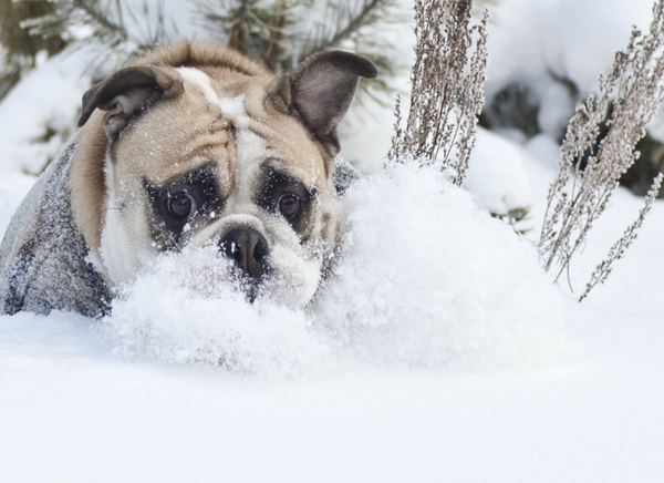 Snow Animals Dogs Wallpaper