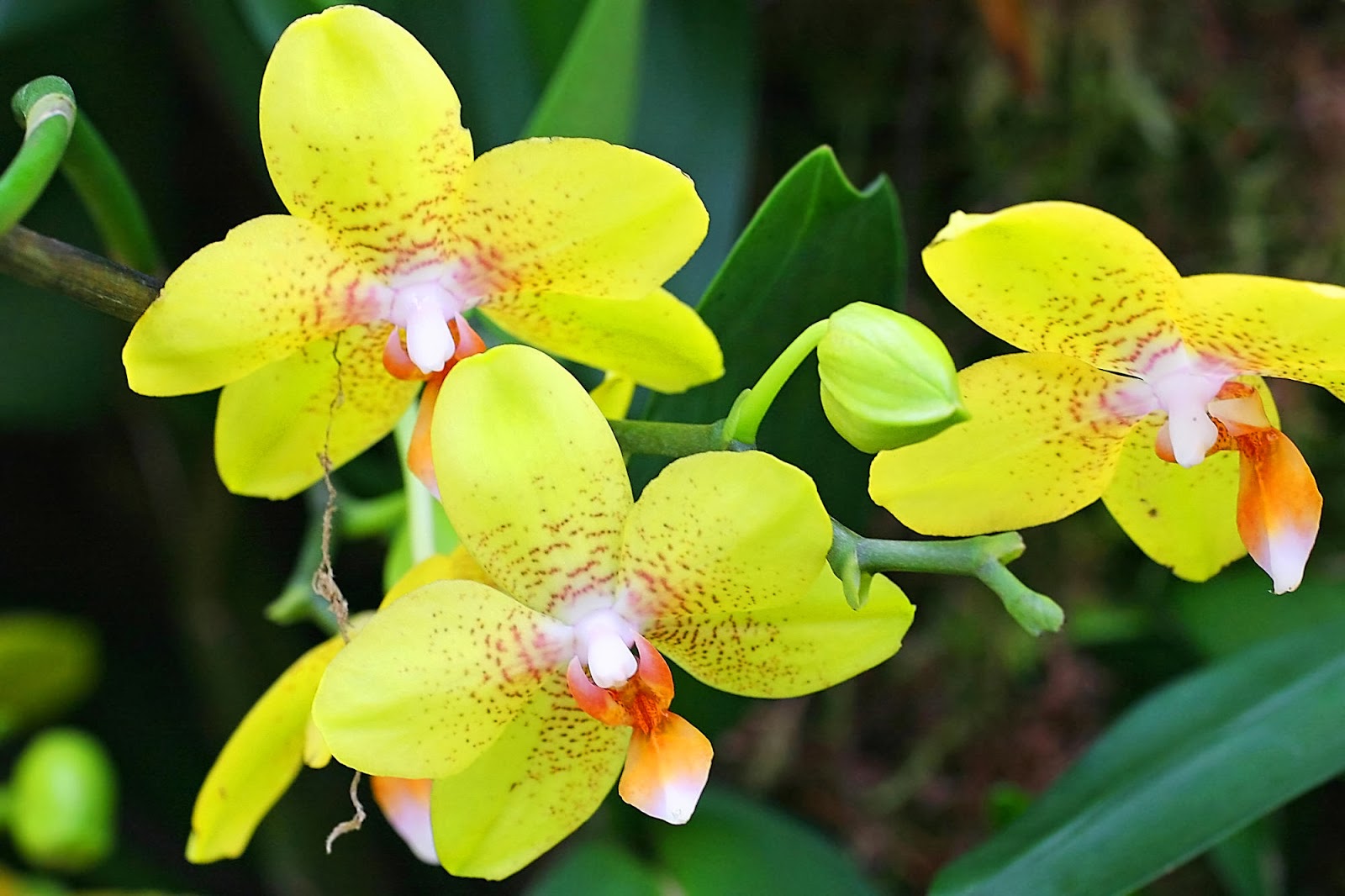 All New Wallpaper Attractive Green Orchid Flowers