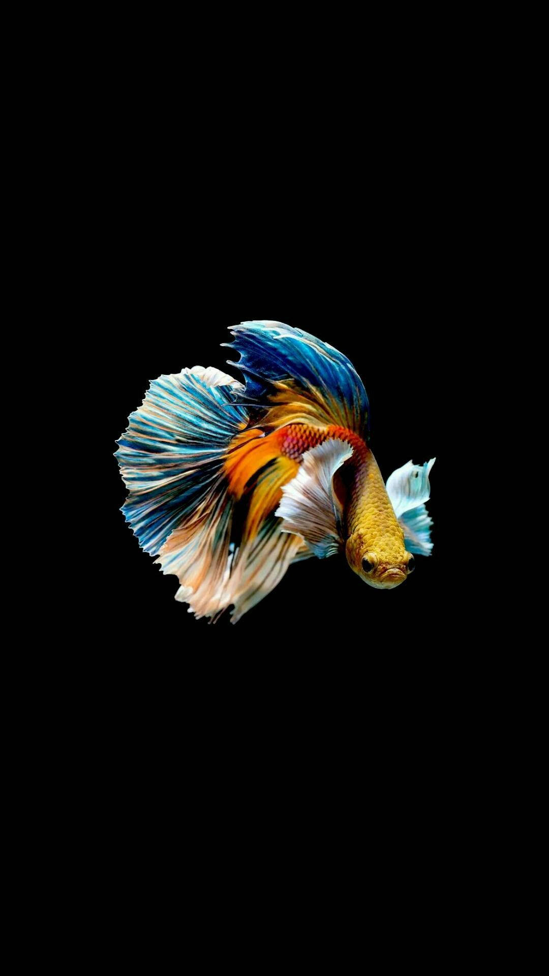 Fish iPhone Wallpaper
