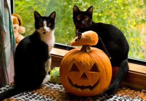 Ghoul For Cats The Top Freakiest Scariest Halloween Cat Costumes