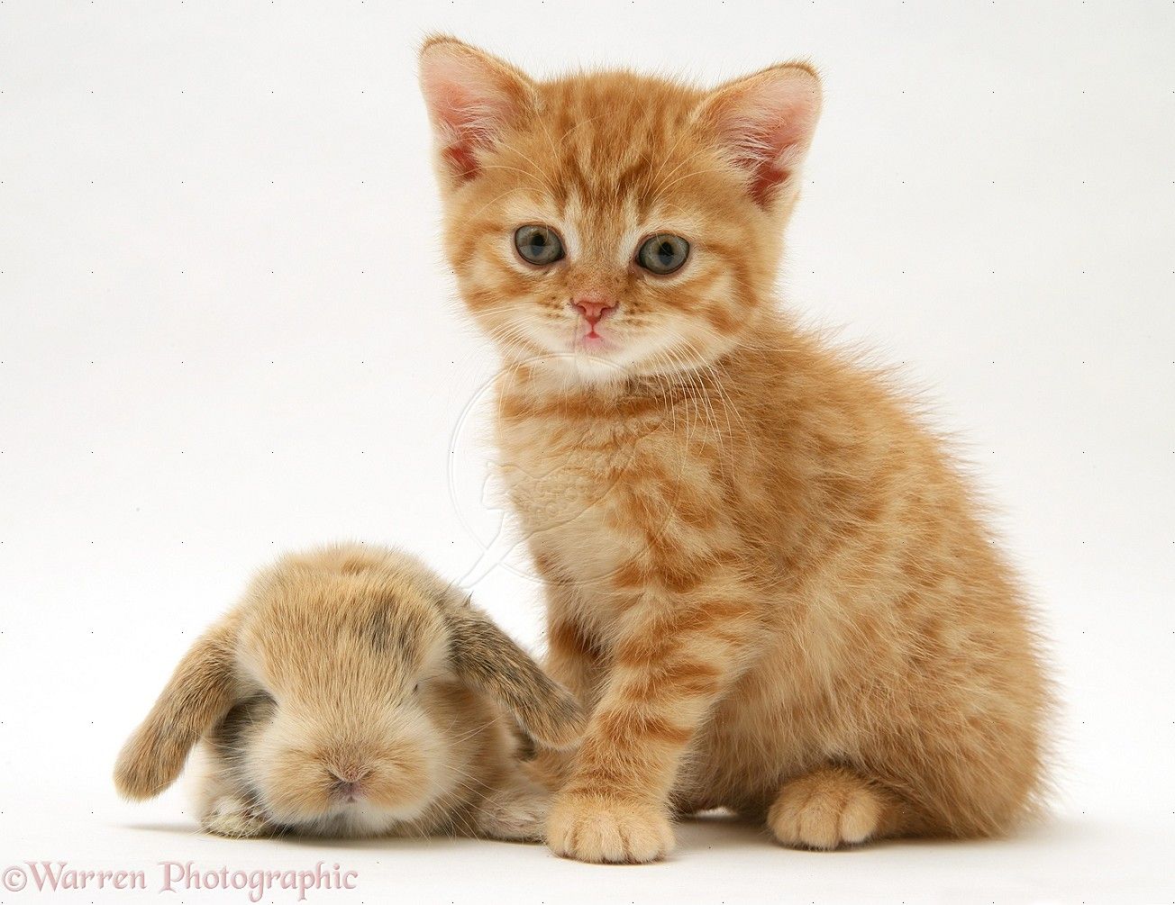 Baby Orange Tabby Kittens Cats Wallpaper HD Cat