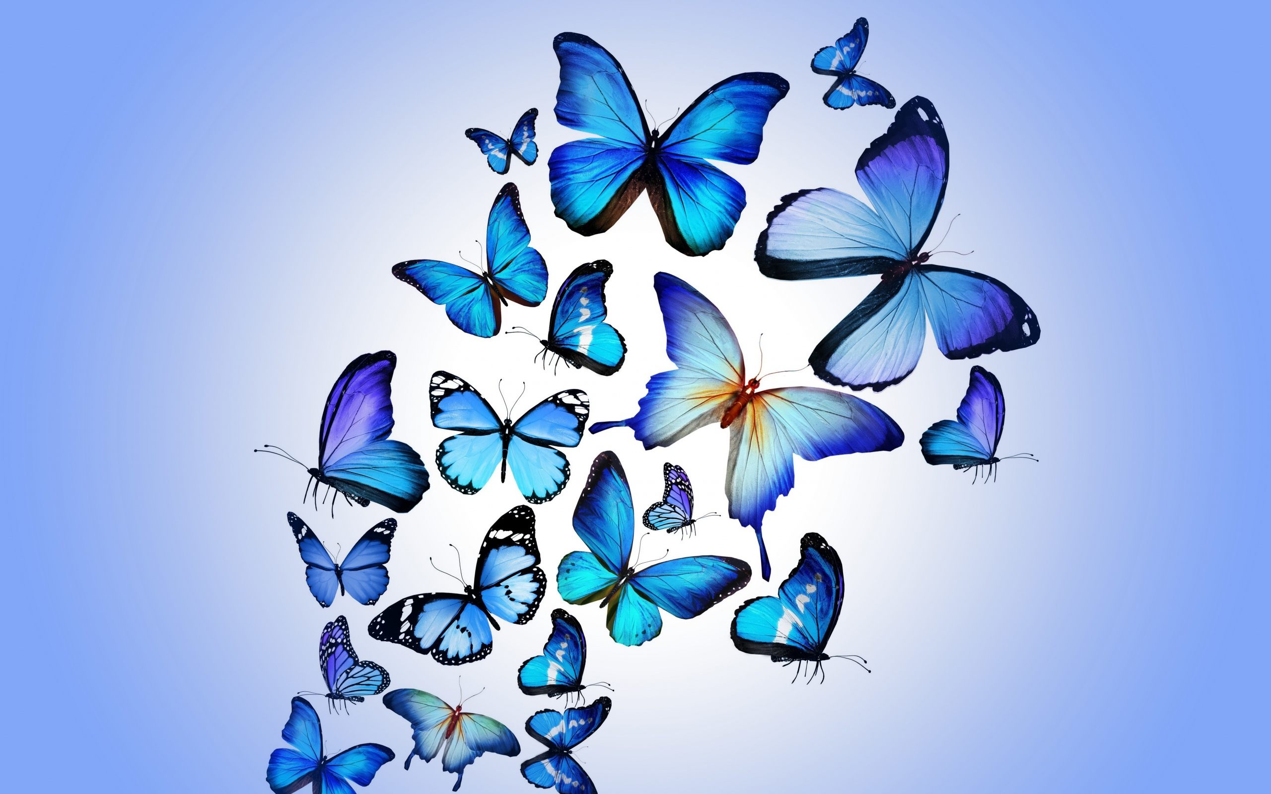 Blue Butterfly Wallpaper HD