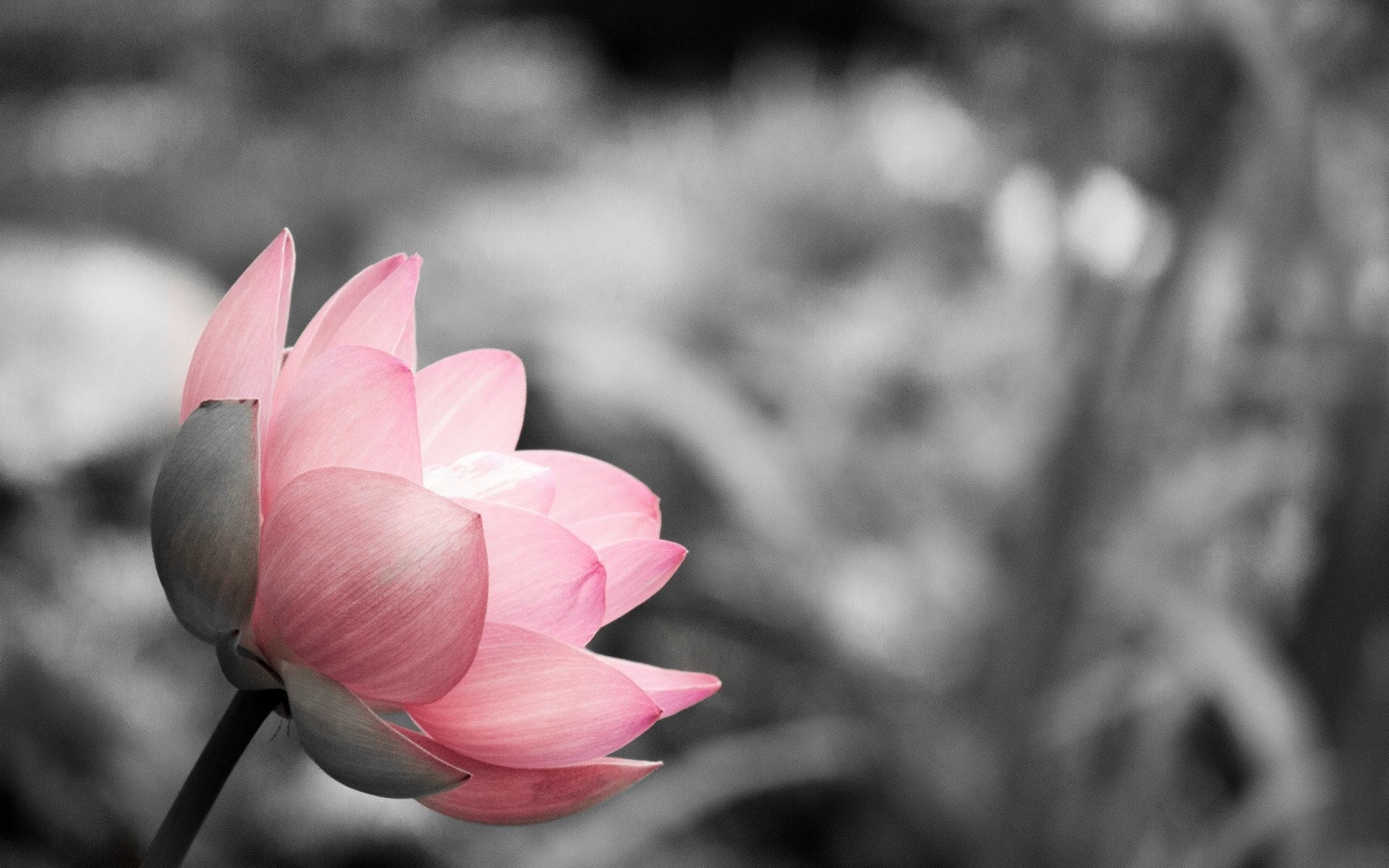 Pink Black And White Wallpaper