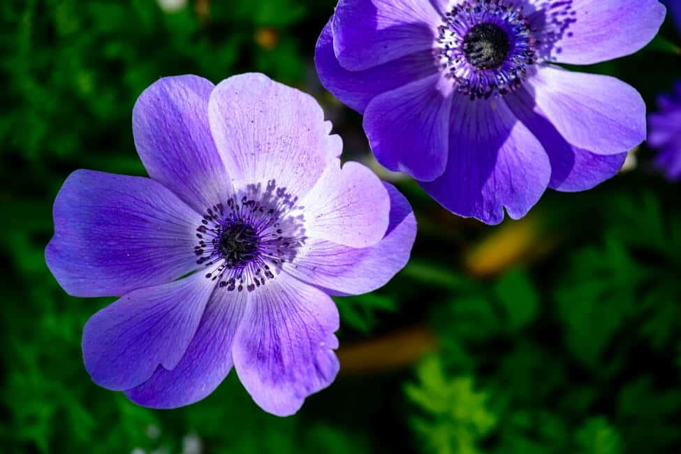 A Blooming Anemone Flower Wallpaper