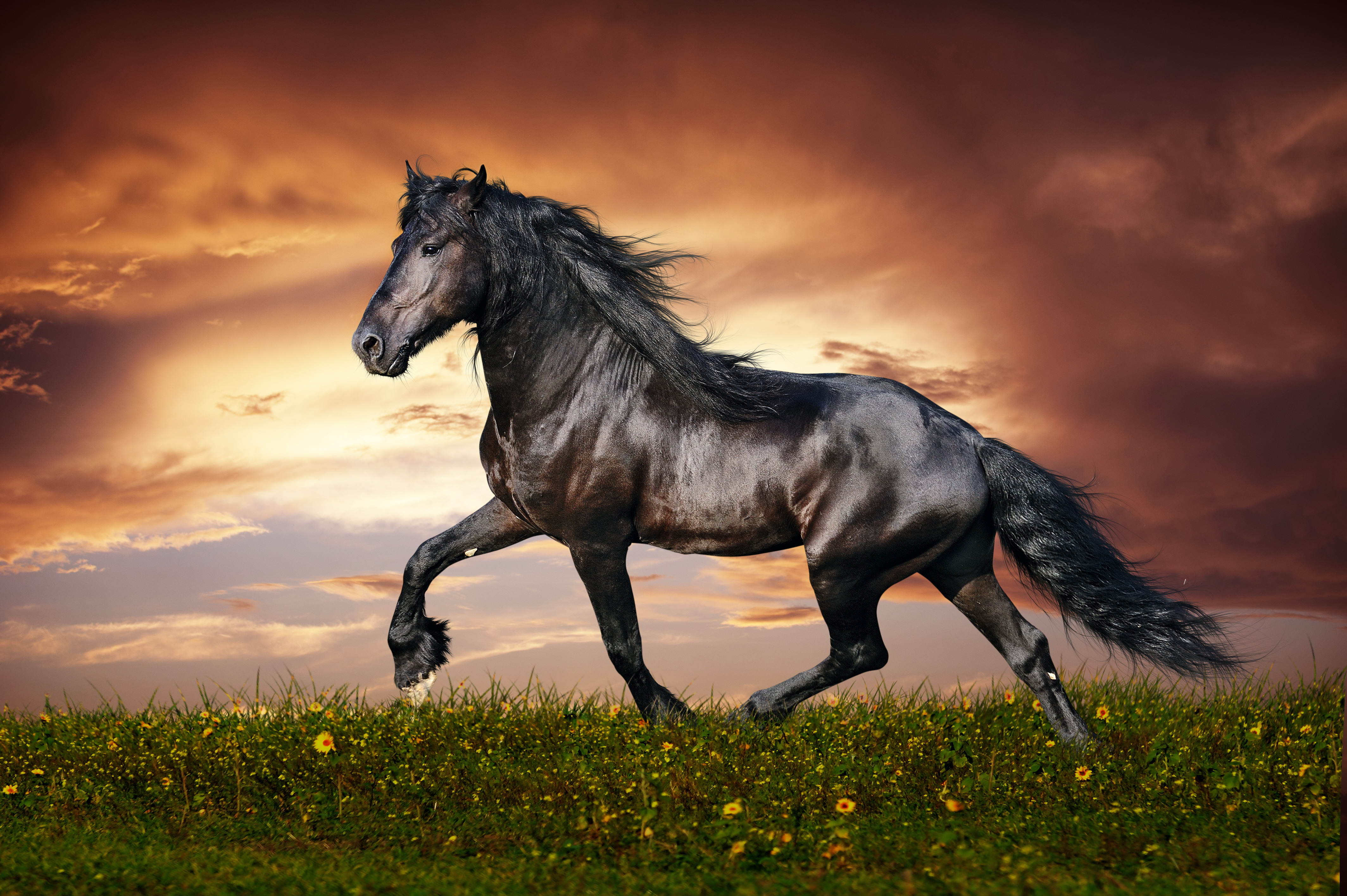 4k Ultra HD Horse Wallpaper Background Image