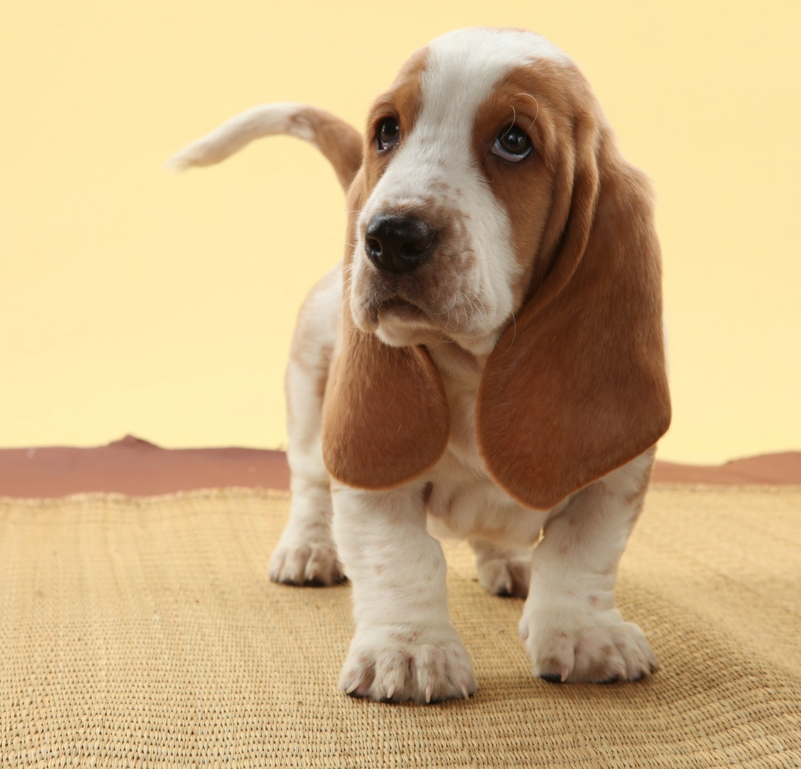 Beautiful Young Basset Hound Wallpaper And Image