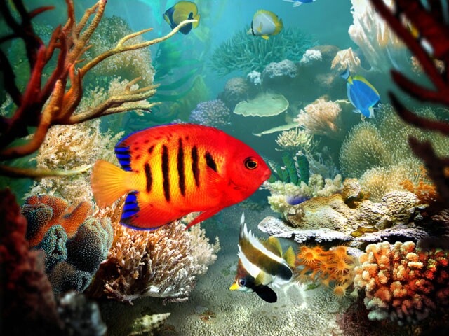 3d Tropical Fish Aquarium Wallpaper Mobile