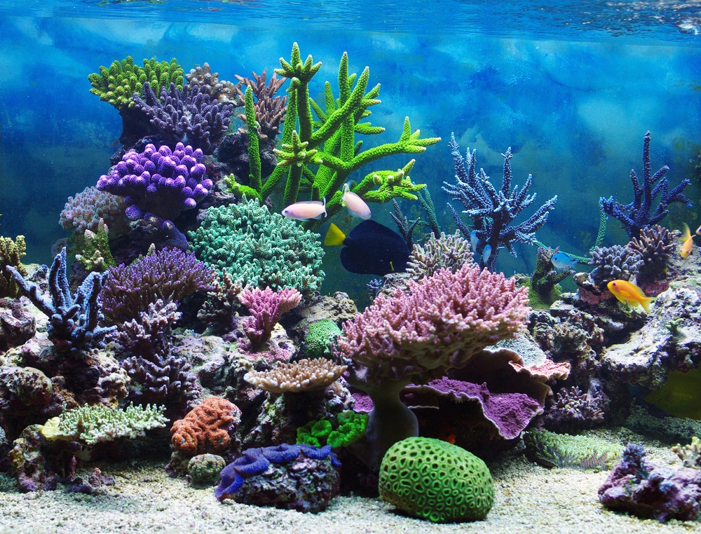 Colorful Coral Reefs The Colors Of A Reef Can