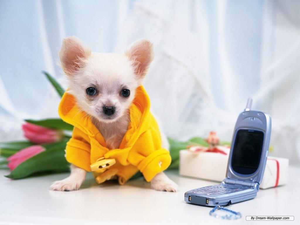 Chihuahua Dog With Yellow Suit Wallpaper High Cool