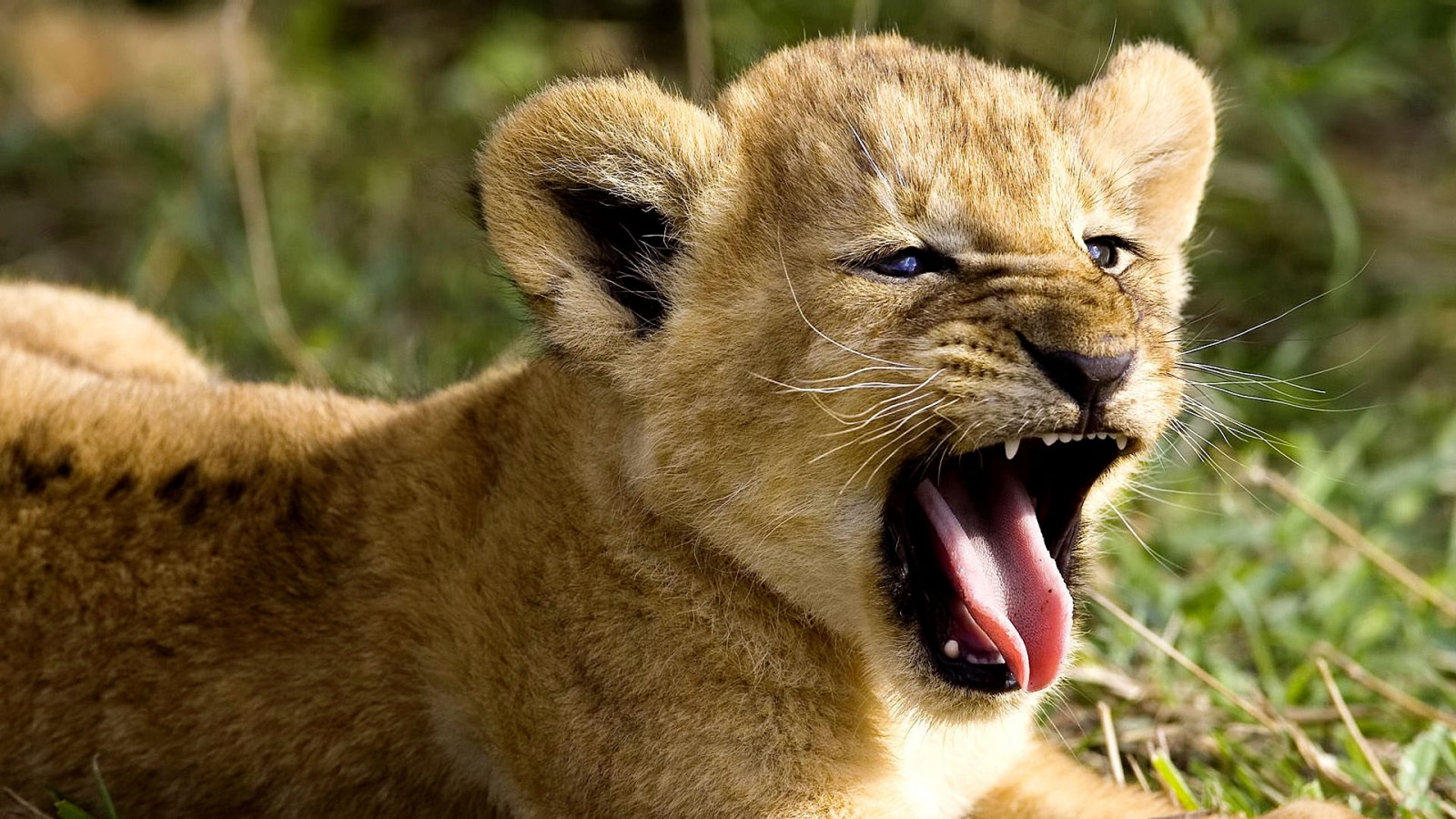 Wild Animal Wallpaper HD Amazing
