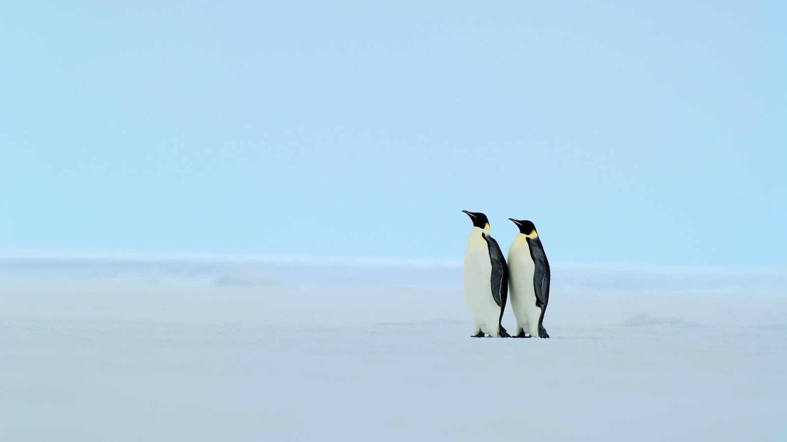 Two Penguins Wallpaper HD