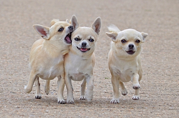 Dogs Chihuahua Wallpaper Desktop