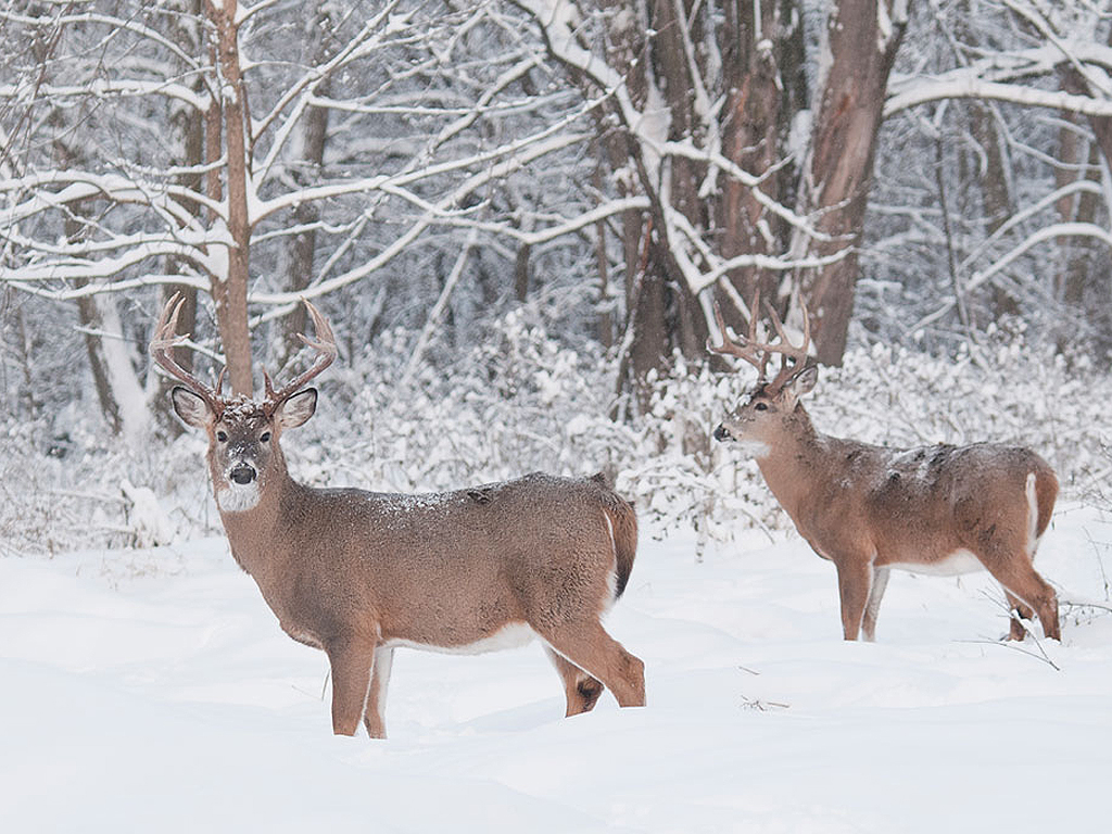 Monster Whitetail Deer Buck In Snow Late Season Bucks Are