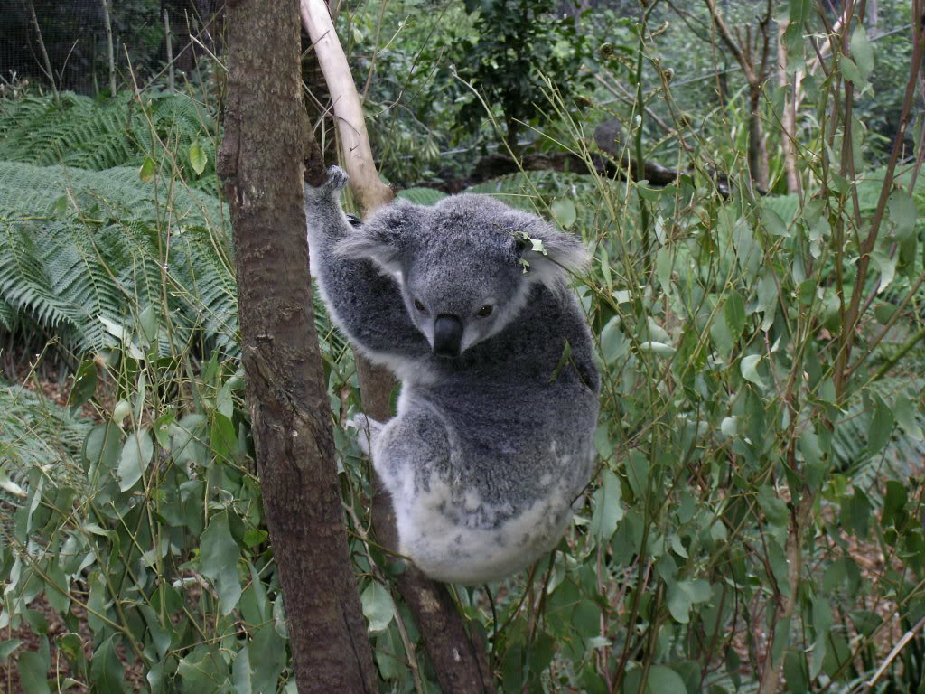 Koala Bear Wallpaper Desktop Background