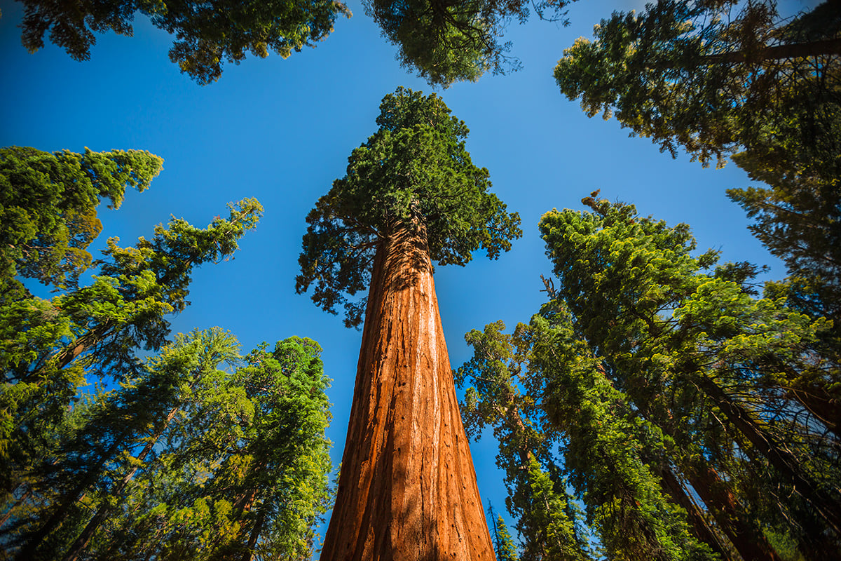 sequoia national park forest wallpapers