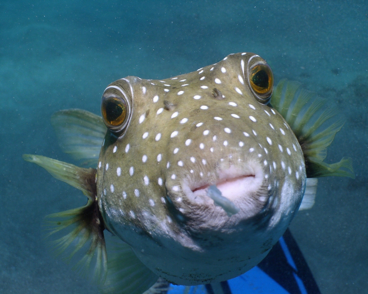 Fish Hawaii Underwater Wallpaper Animals HD Hi