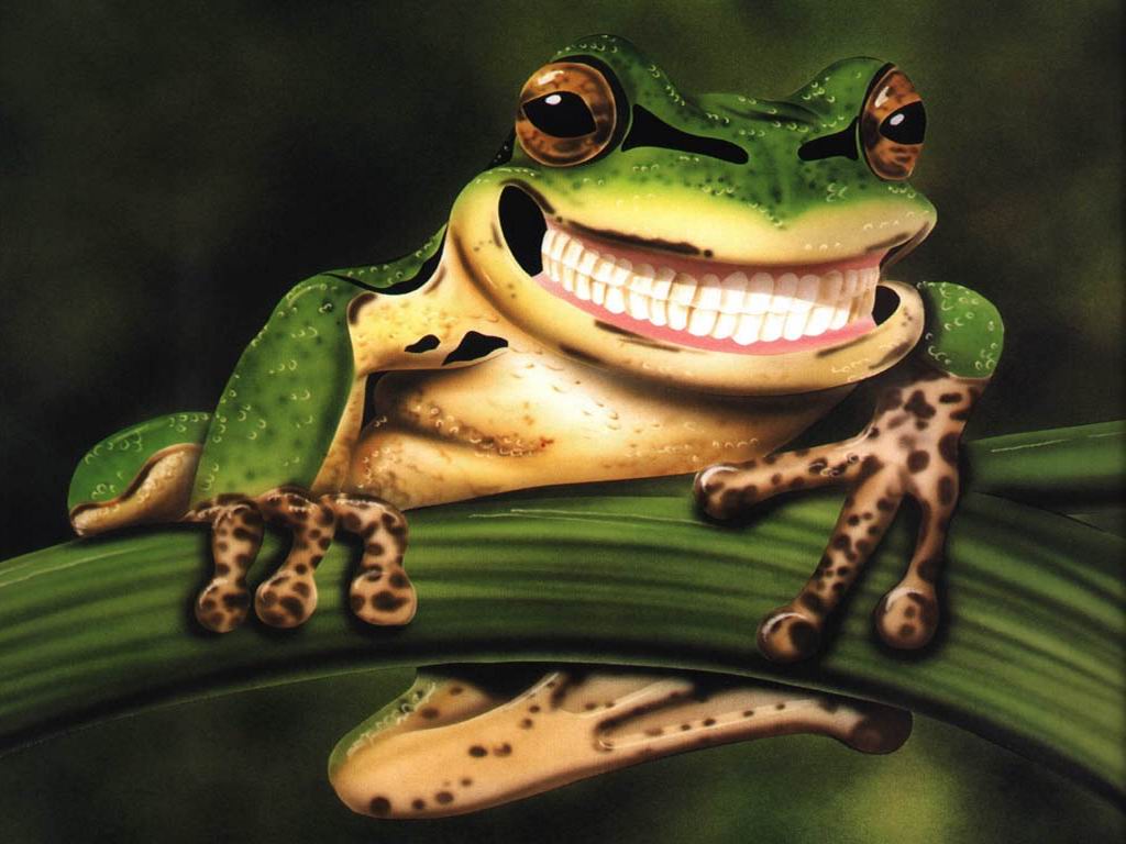 Funny Frog Wallpaper HD