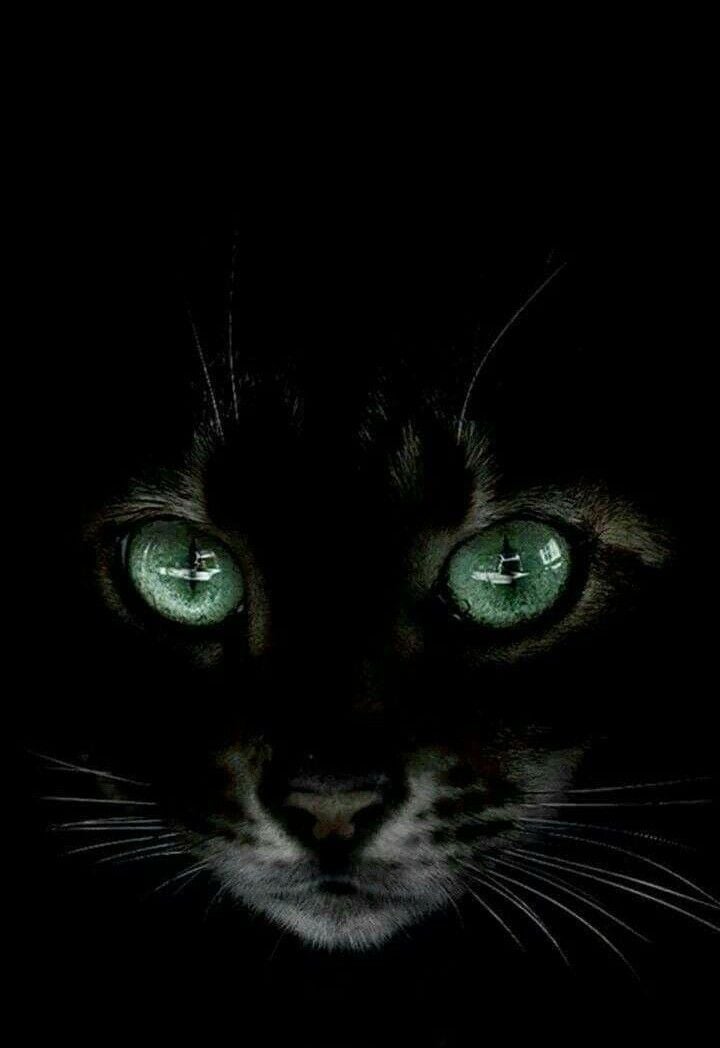 I had a cat like that many moons ago All black except for a 720x1048