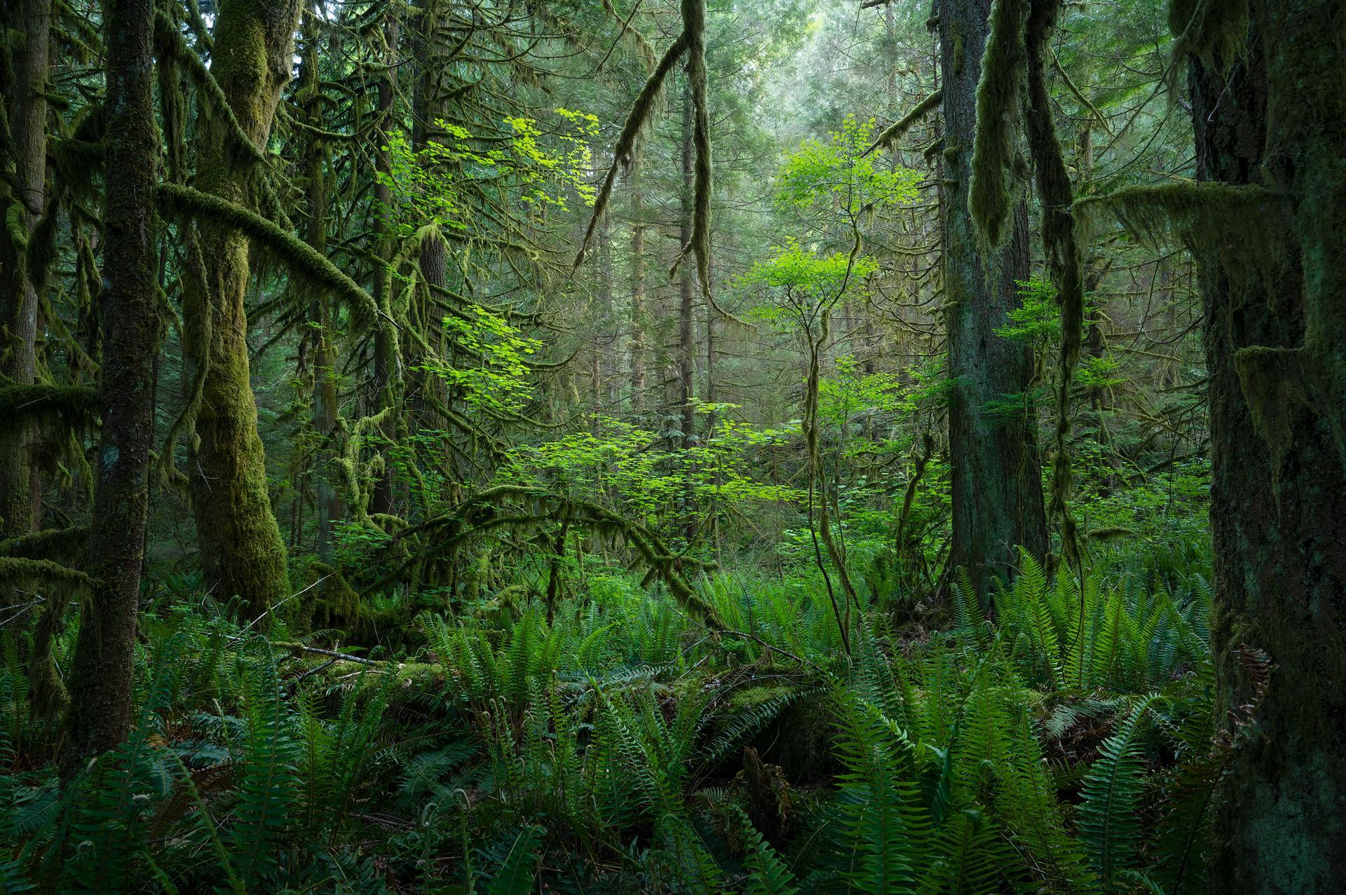 Temperate Rainforest In The North Shore Mountains Near Vancouver