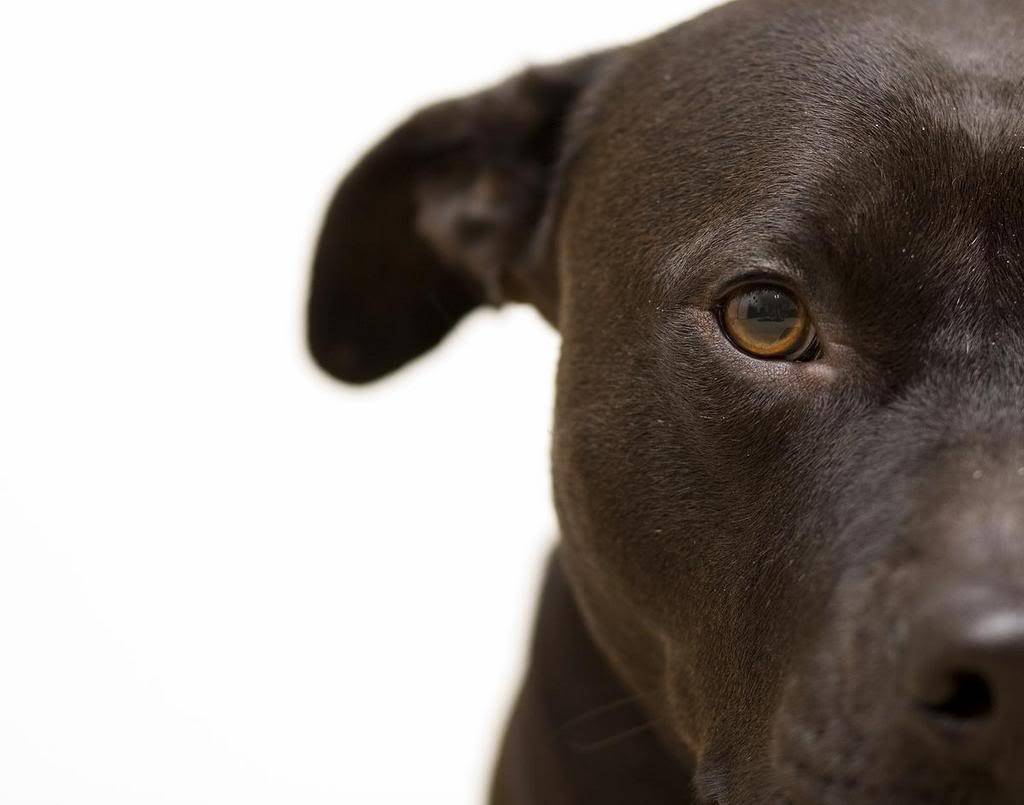 Images Pit Bull Wallpaper Dogs 1024x805
