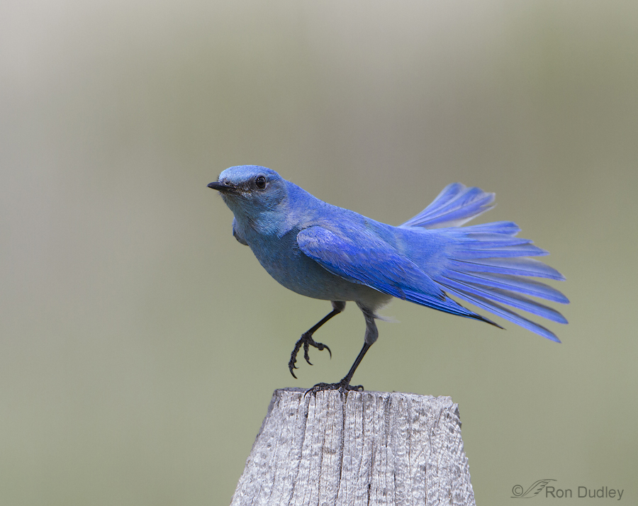Plumage Development Stages Of Male Mountain Bluebirds Feathered