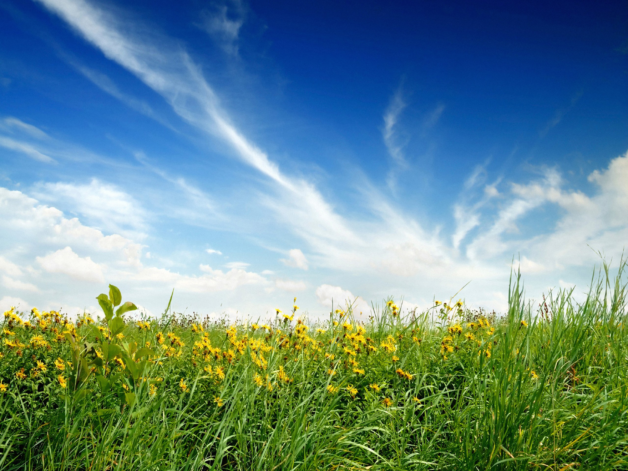 Green Blue Clouds Nature Flowers Grass Fields Meadow Meadows Skyscapes