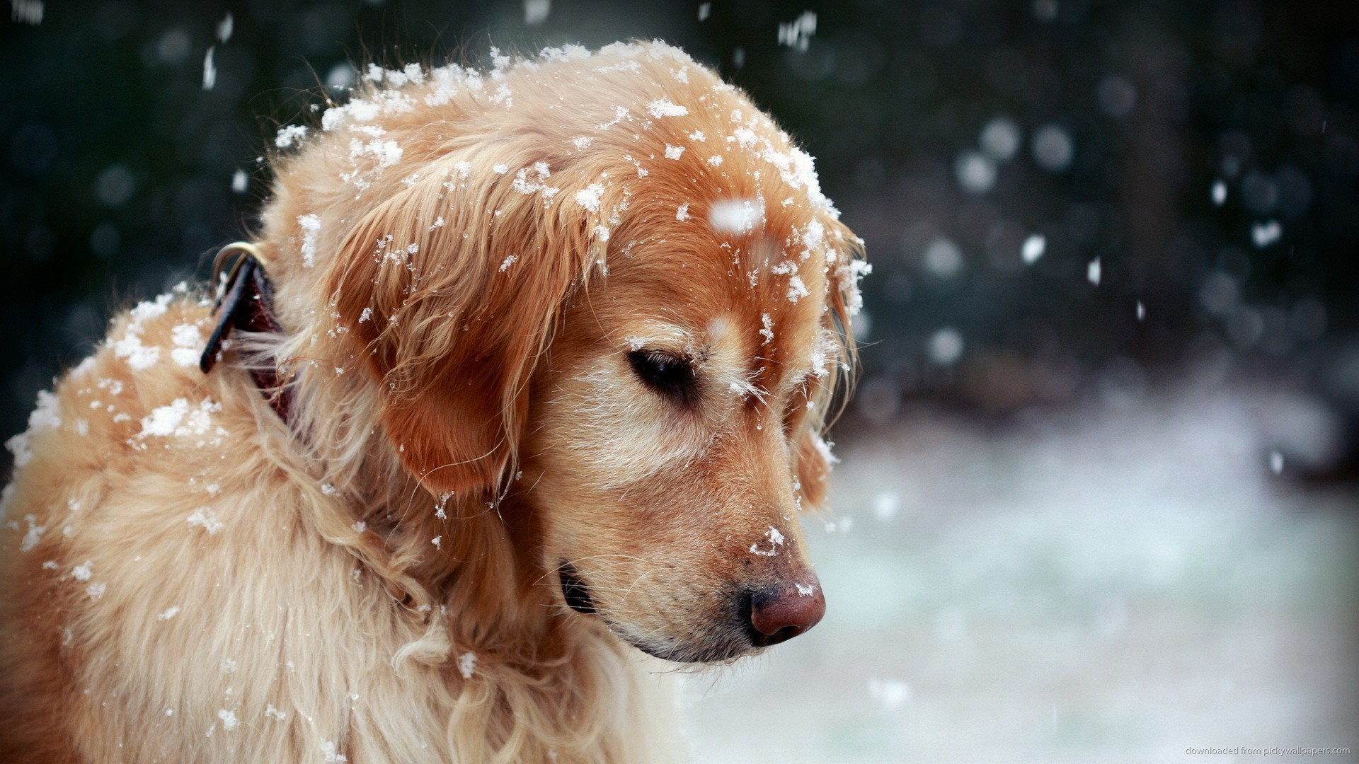 Golden Retriever In The Snow Wallpaper Screensaver For Kindle3 And Dx