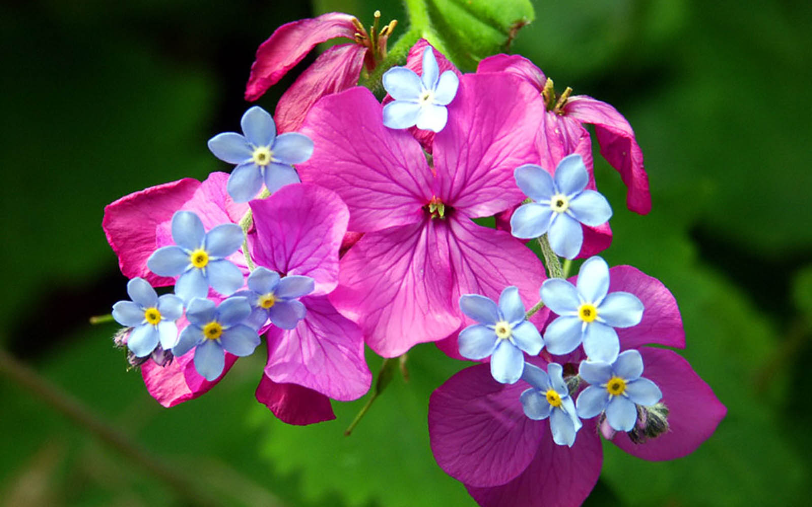 Close-up of vibrant pink and blue flowers, showcasing a beautiful contrast in colors